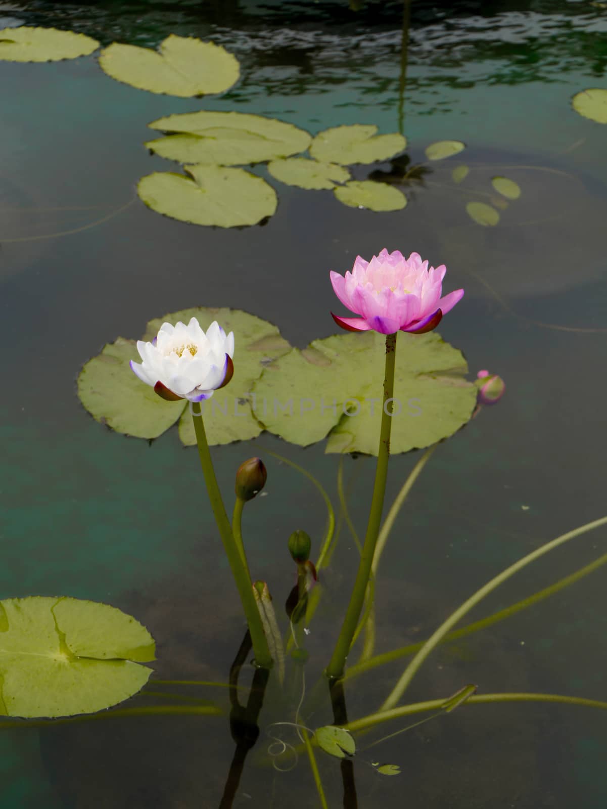 Water lily in Lotus Museum, Thailand.