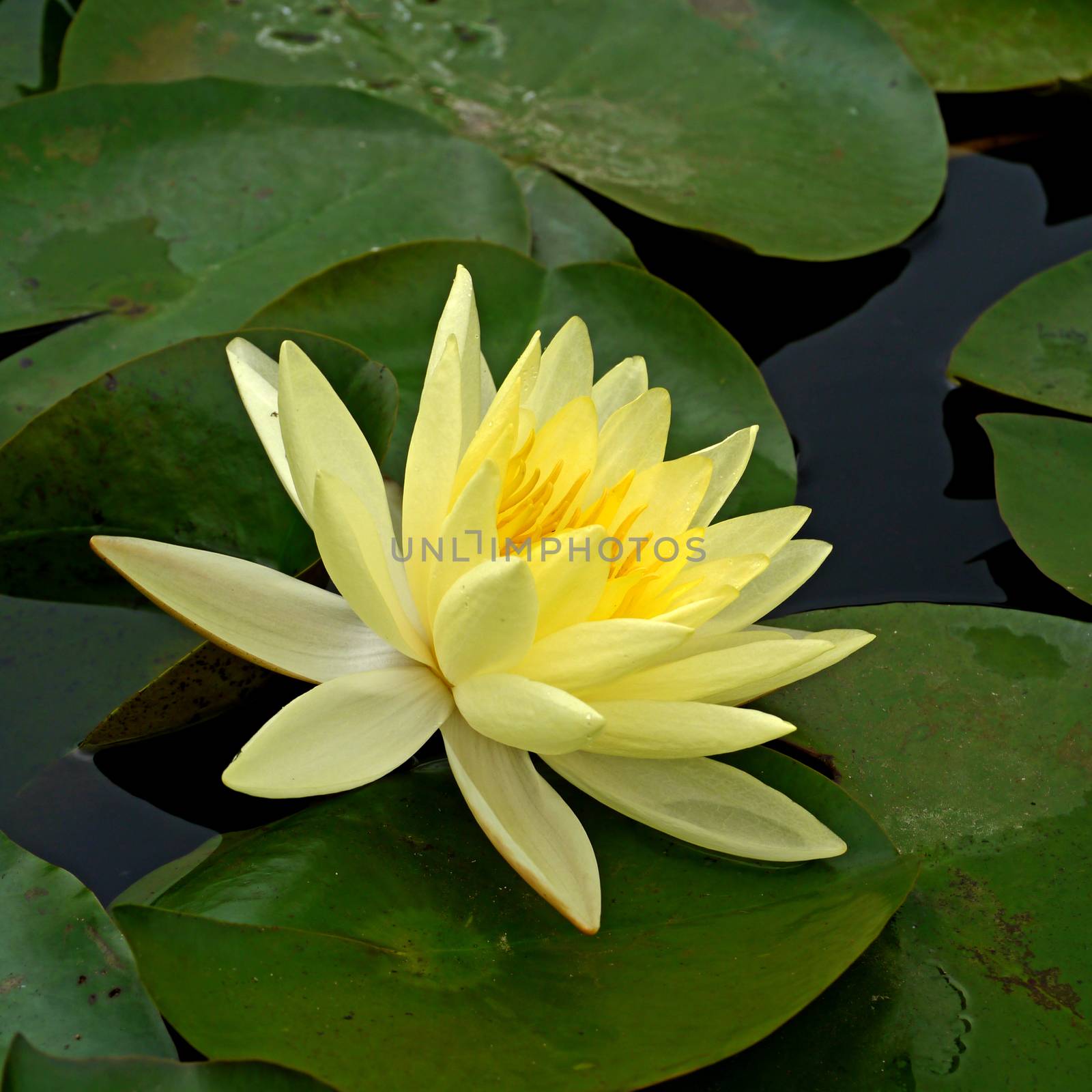 Water lily in Lotus Museum, Thailand. by Noppharat_th