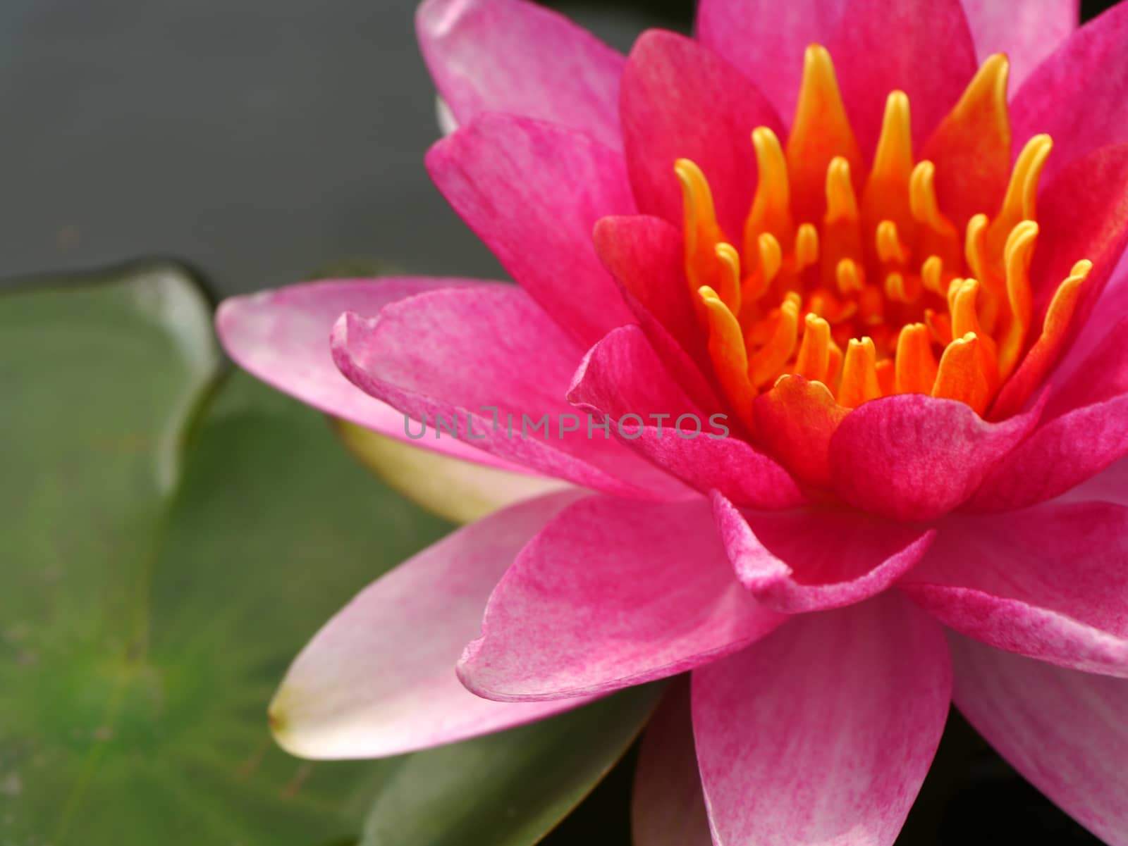 Water lily in Lotus Museum, Thailand. by Noppharat_th