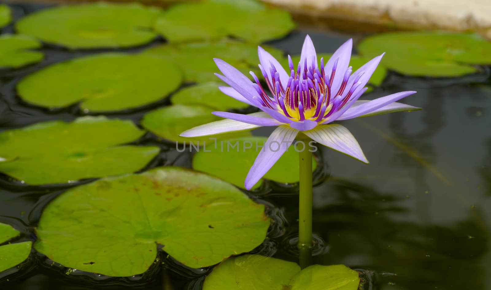 Water lily in Lotus Museum, Thailand.