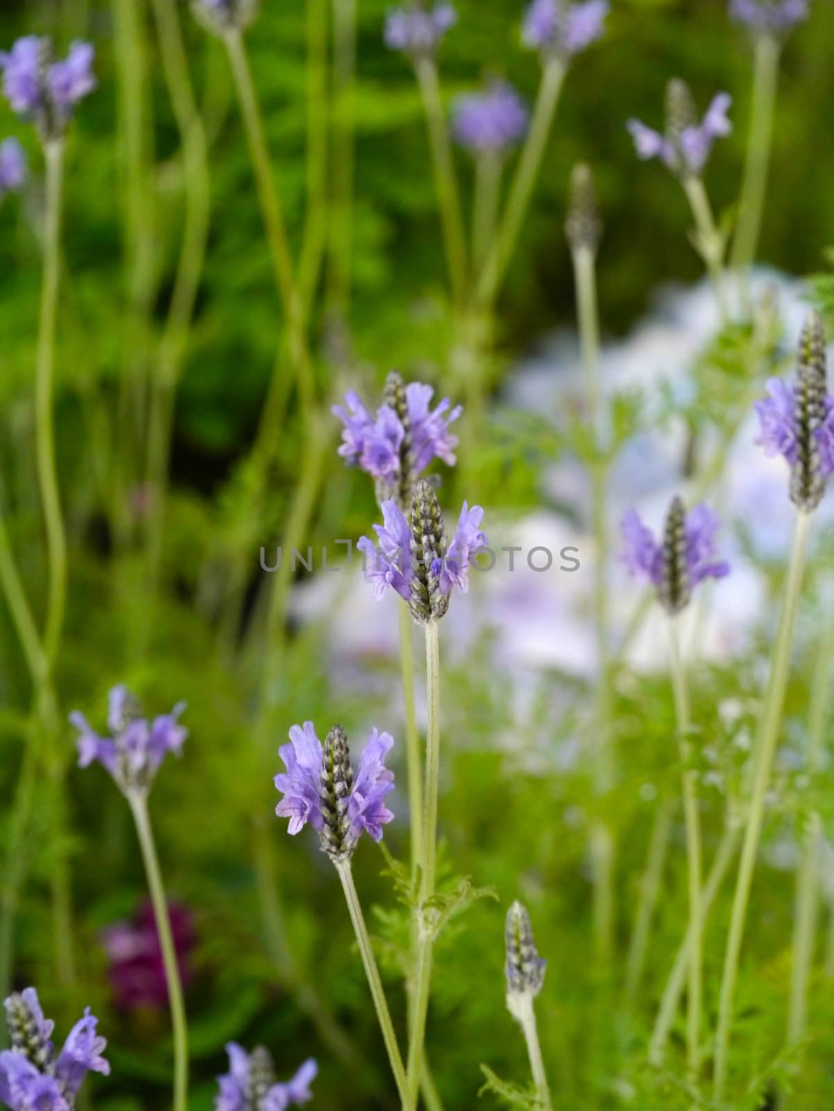 spring blue flowers by Noppharat_th