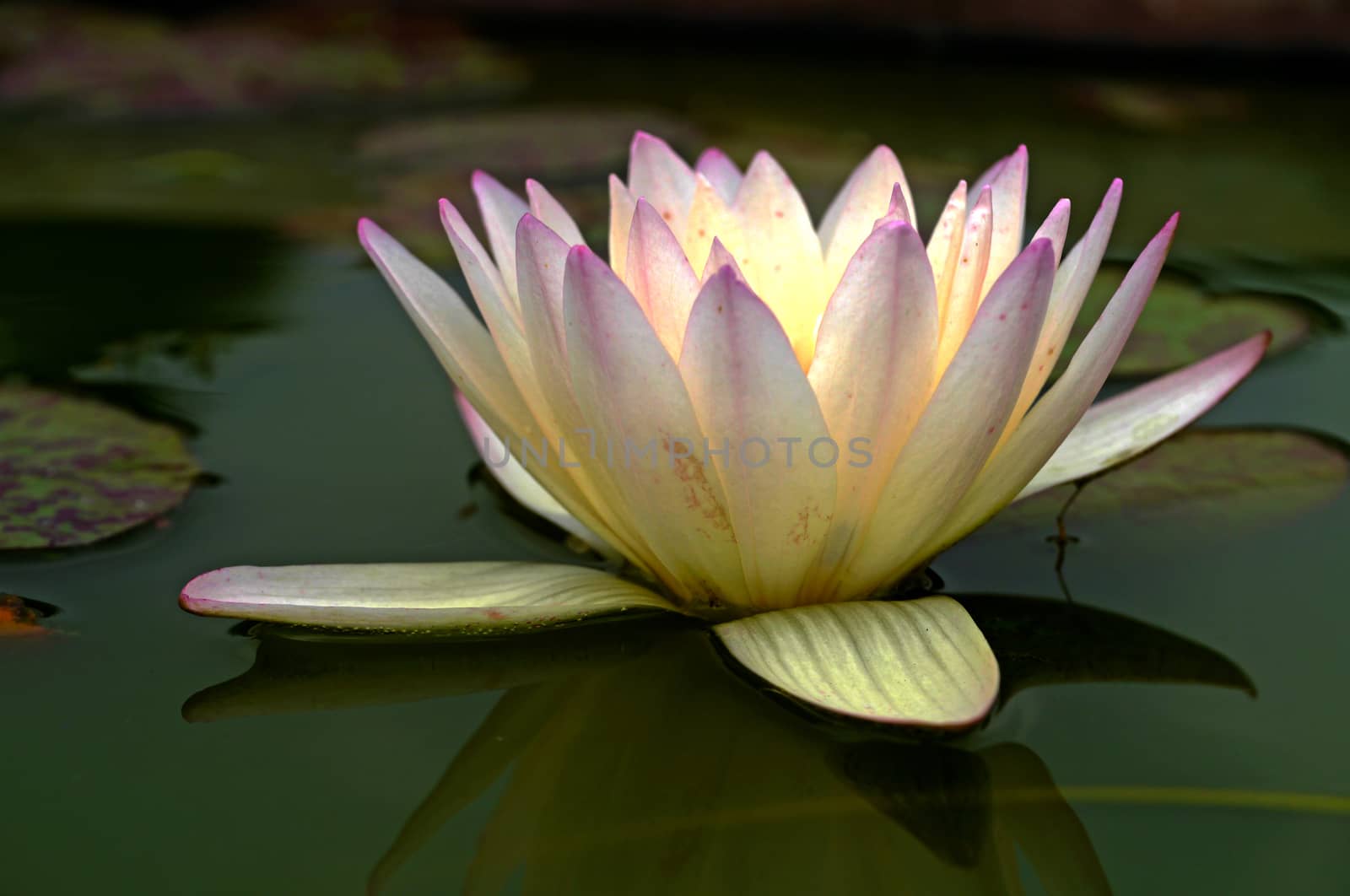 water lily, lotus