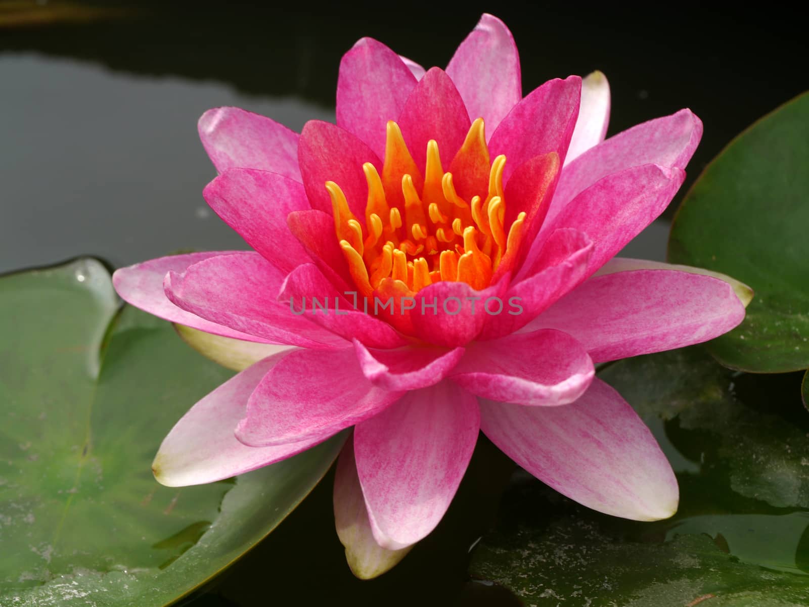 water lily, lotus