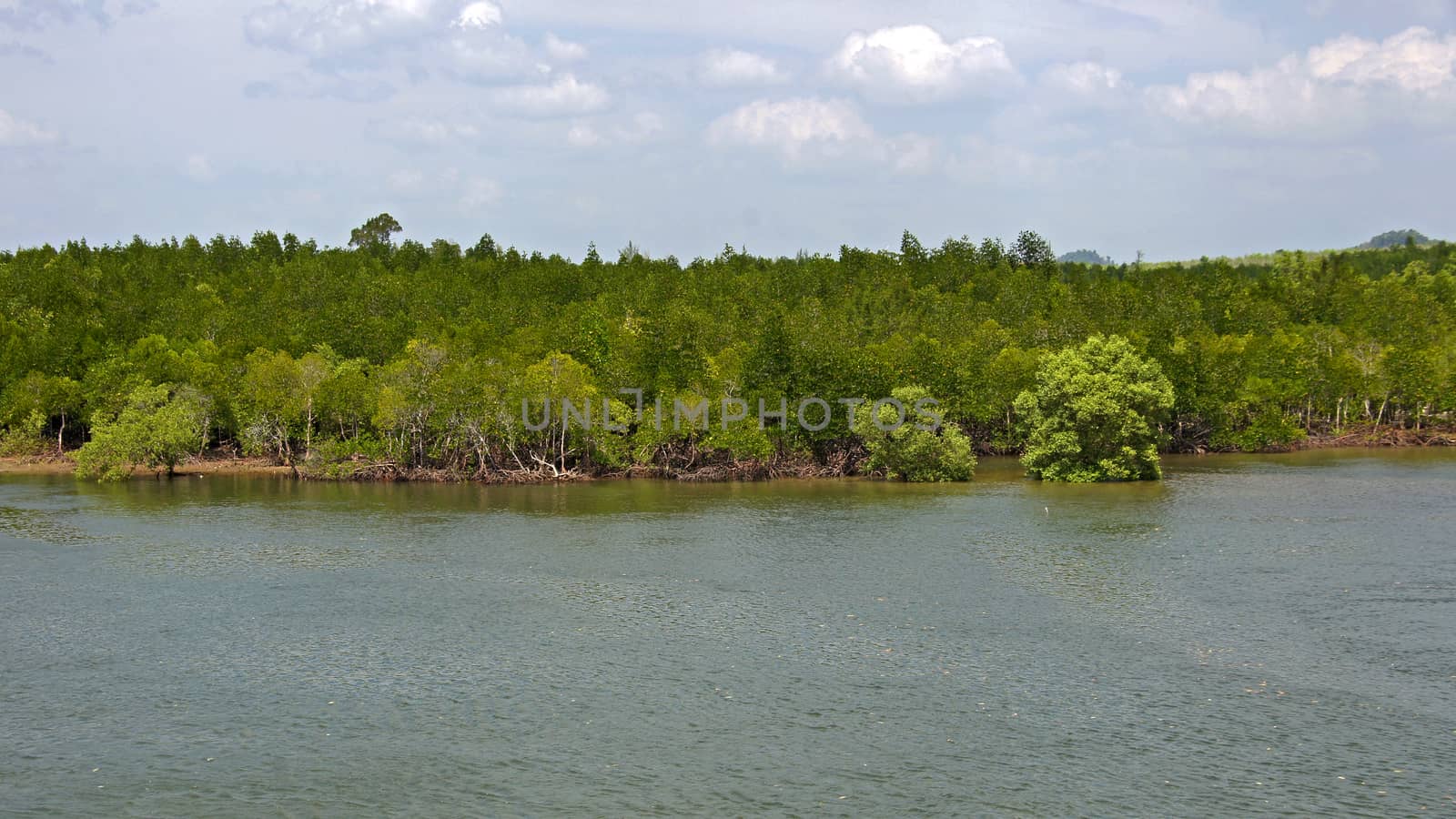 Mangrove forest topical rainforest Thailand by Noppharat_th