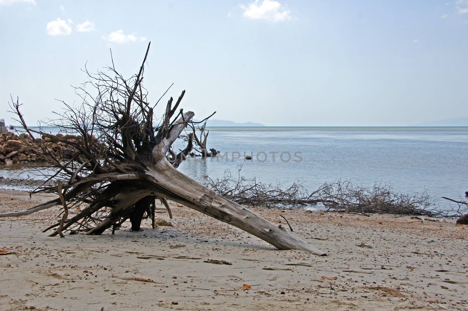 Trees died because of the tsunami. by Noppharat_th