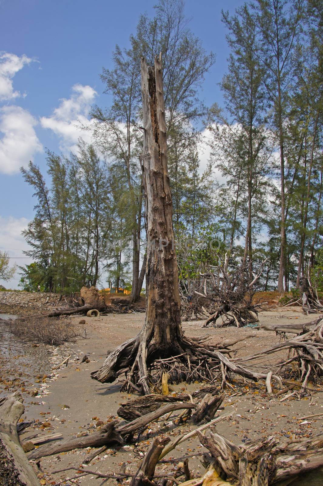 Trees died because of the tsunami.