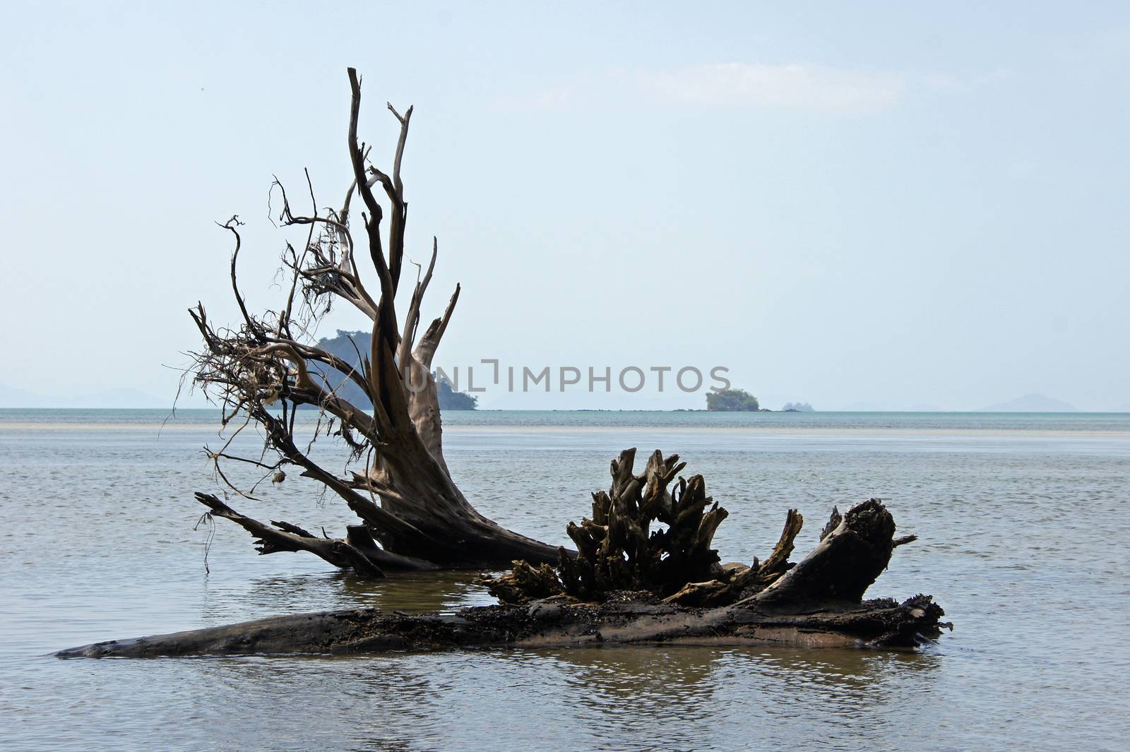 Trees died because of the tsunami. by Noppharat_th