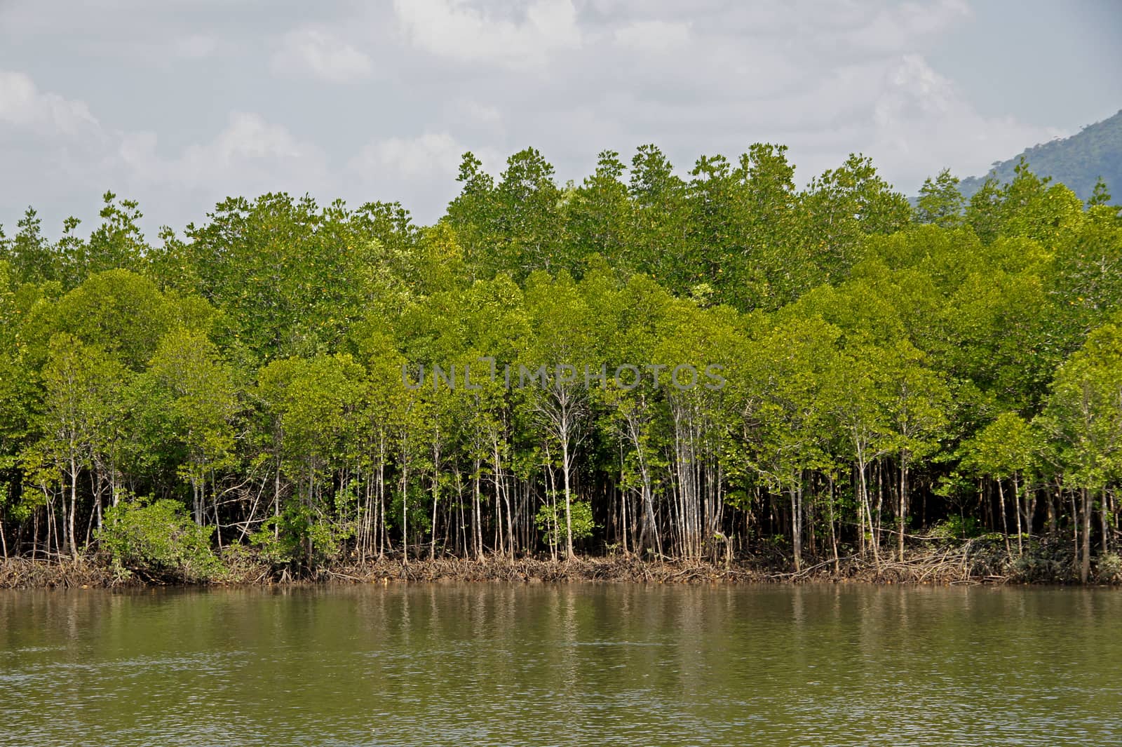 Mangrove forest topical rainforest Thailand