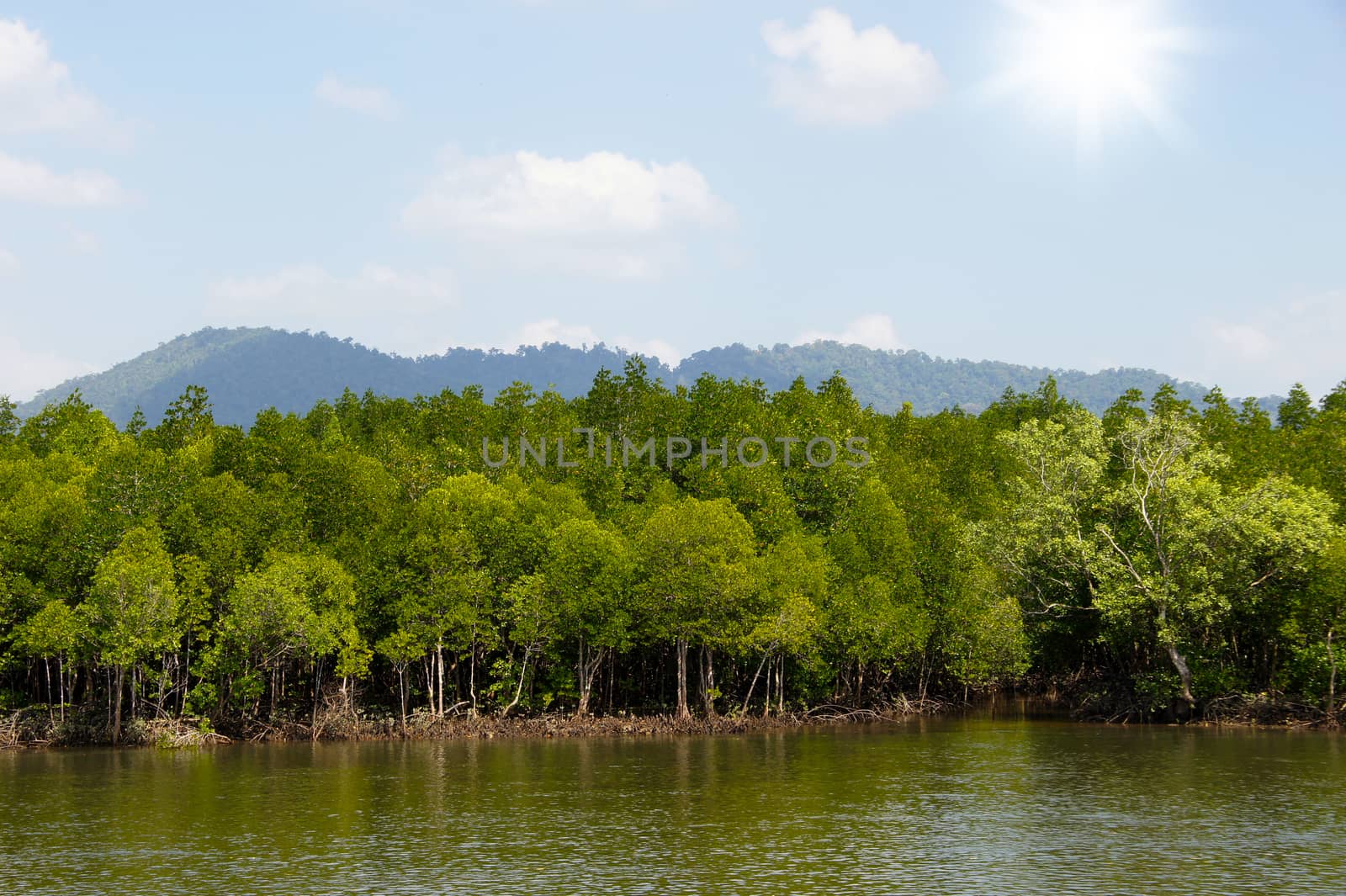 Mangrove forest topical rainforest Thailand by Noppharat_th