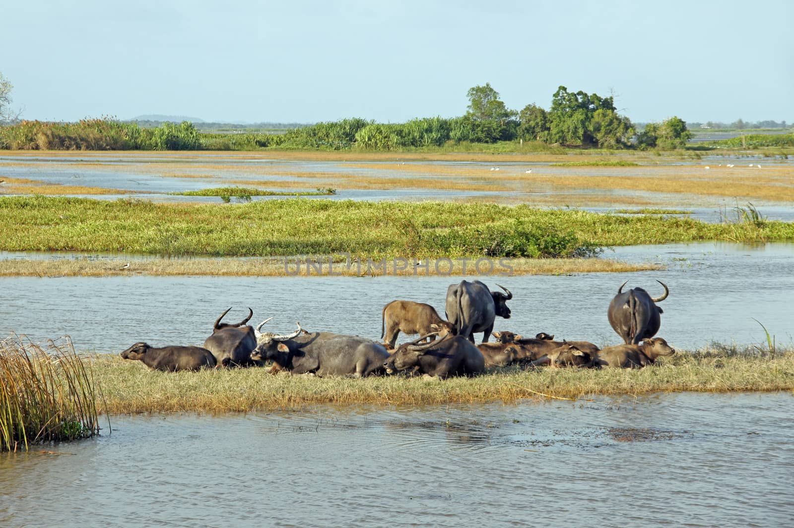 Buffalo sleeping in the mud.