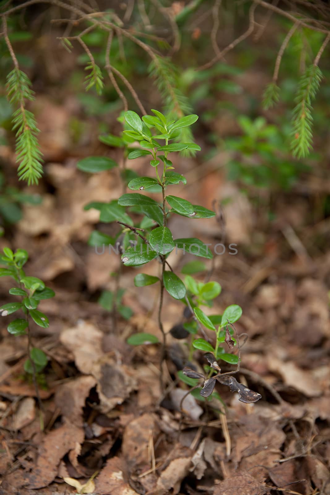 Red whortleberry plant on the dirt in the forest