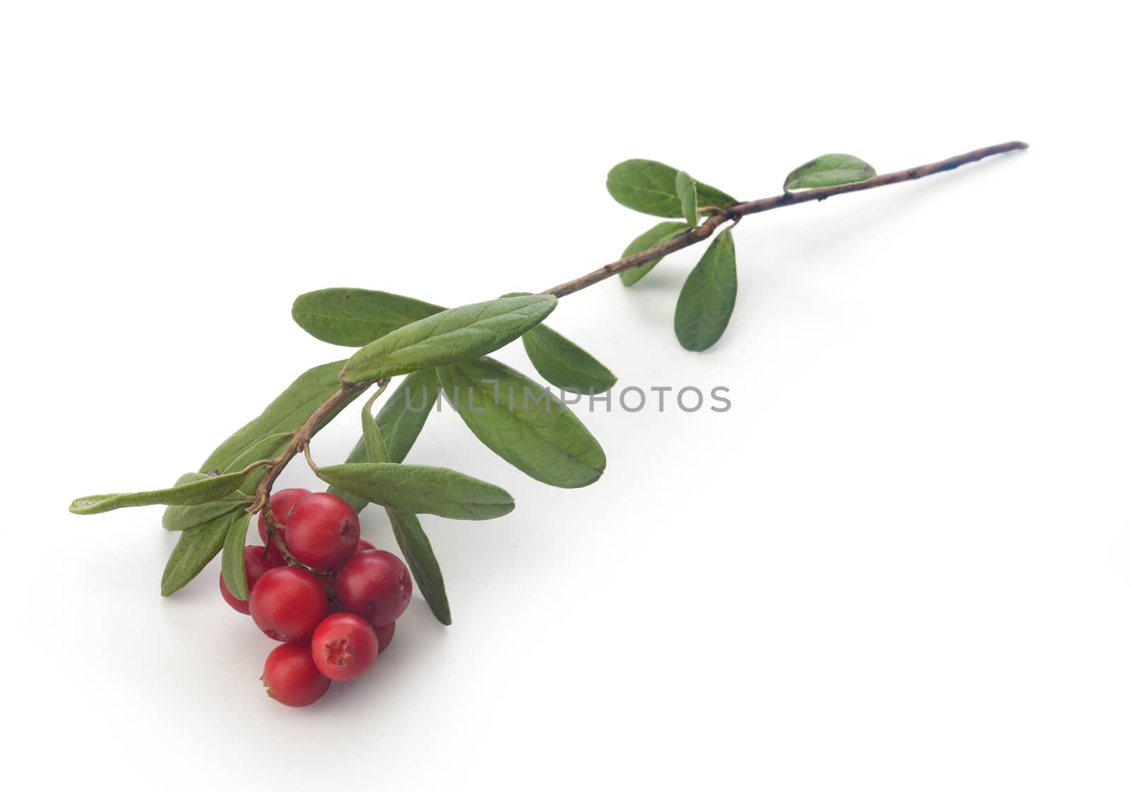 Isolated branch of red whortleberry on the white background