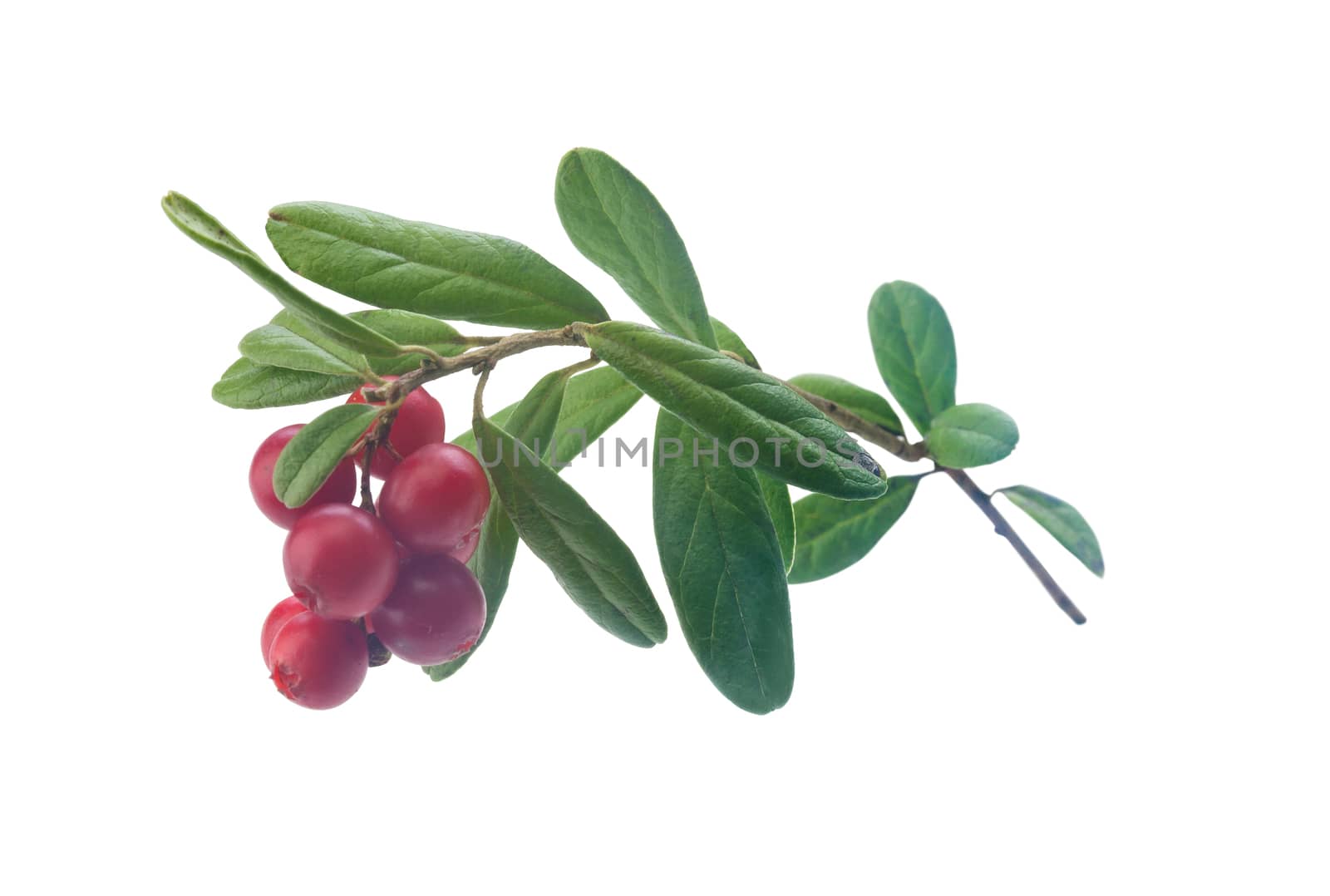 Isolated branch of red whortleberry on the white background