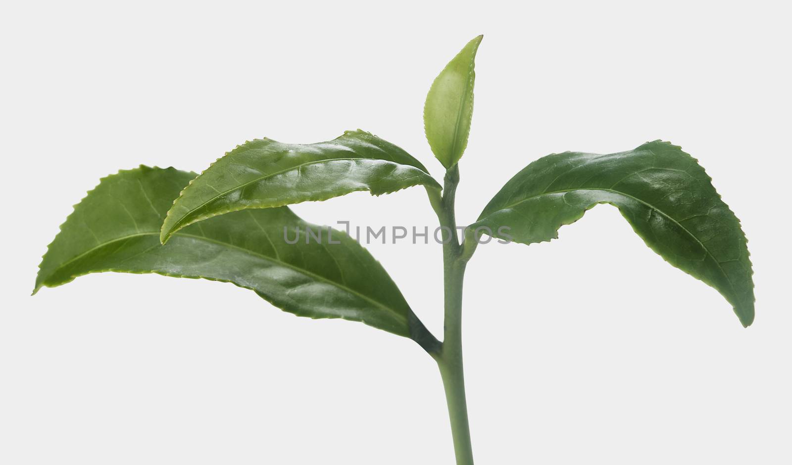 Isolated branch of green tea on the white background