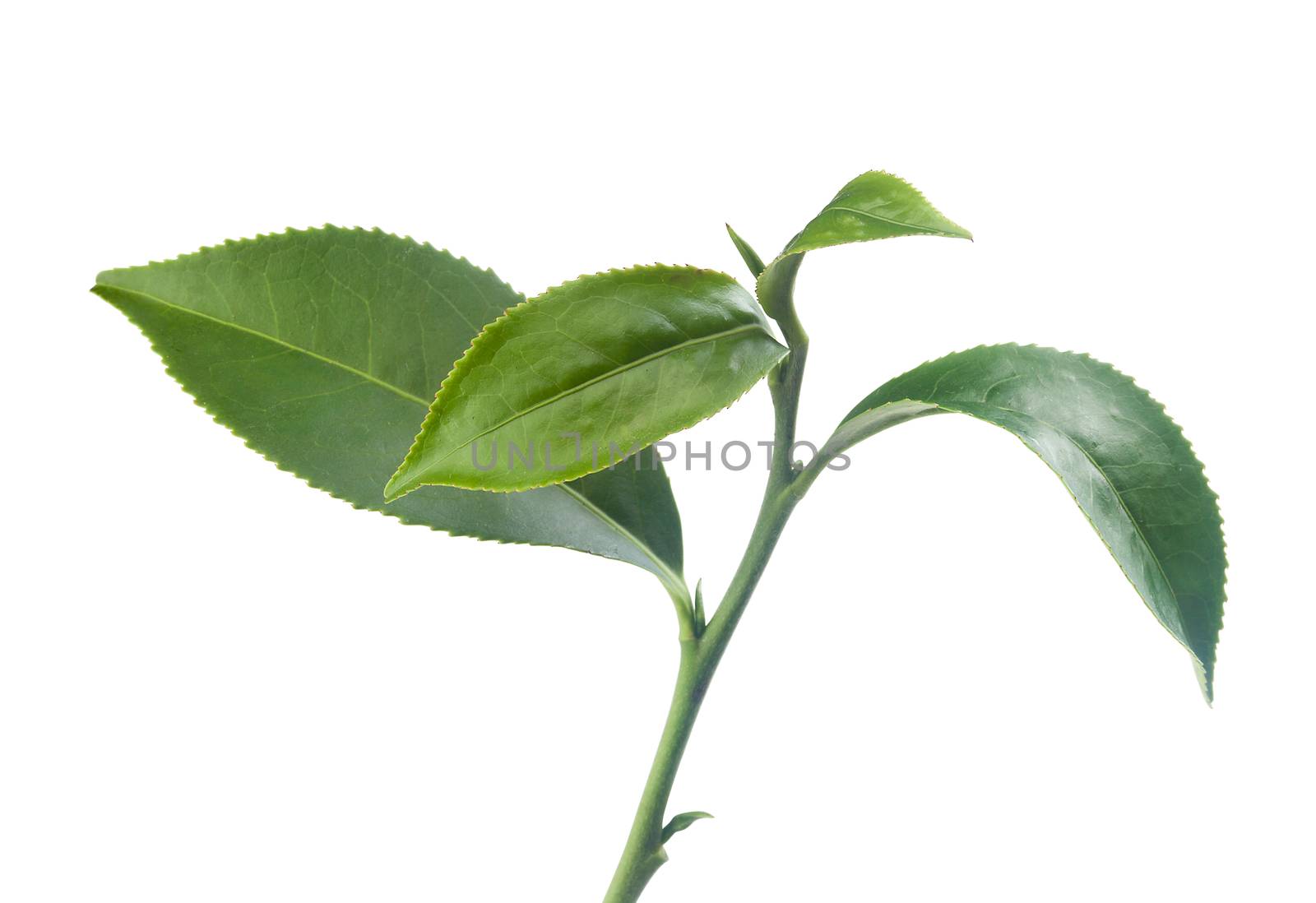 Tea branch by Angorius