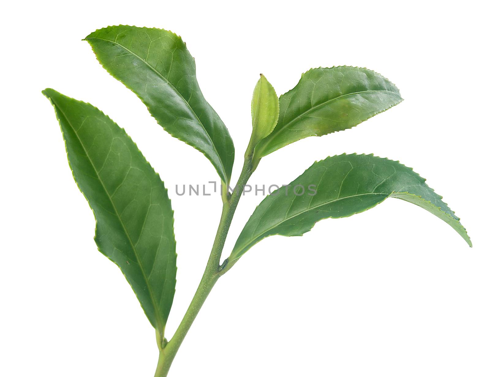 Isolated branch of green tea on the white background