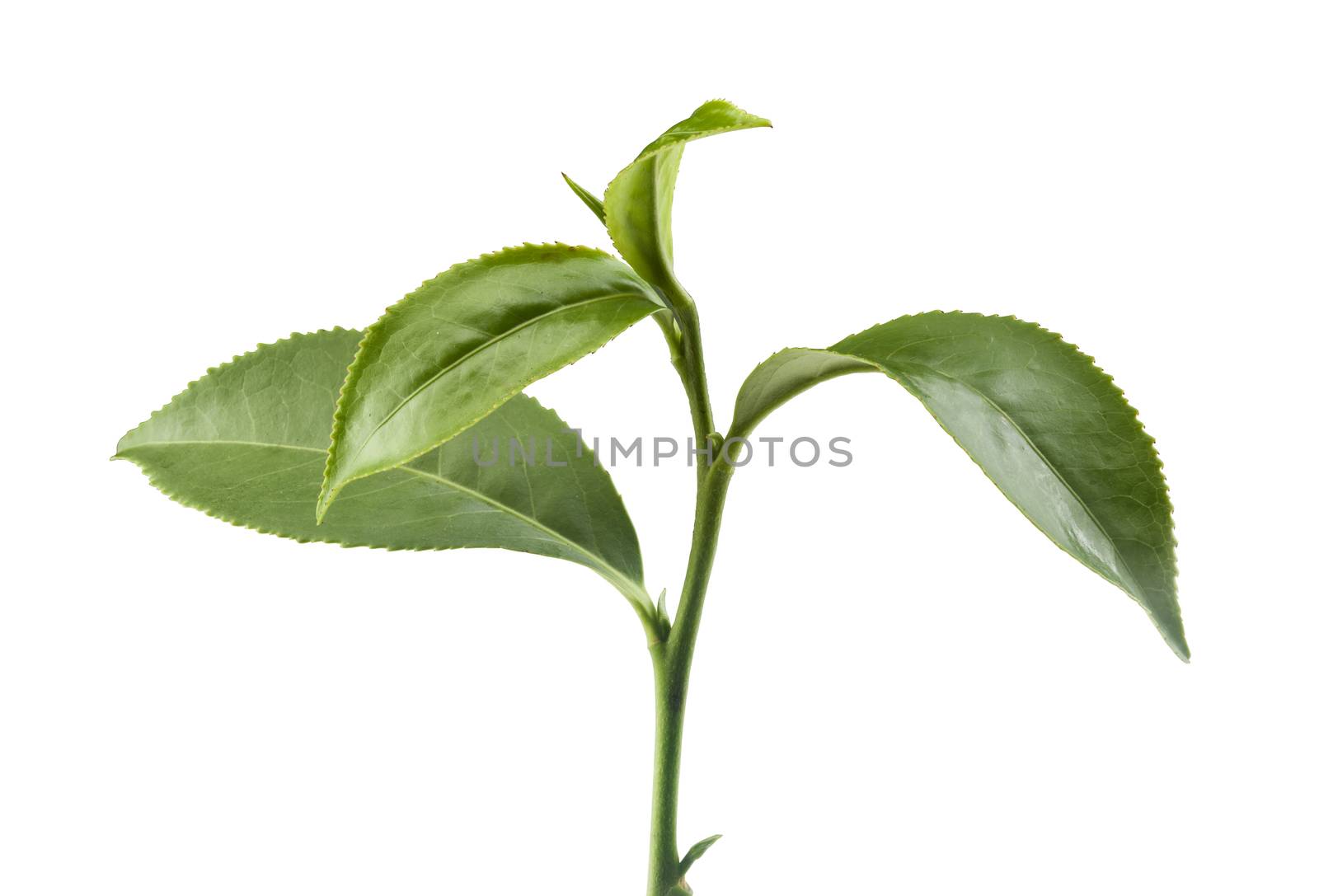 Isolated branch of green tea on the white background