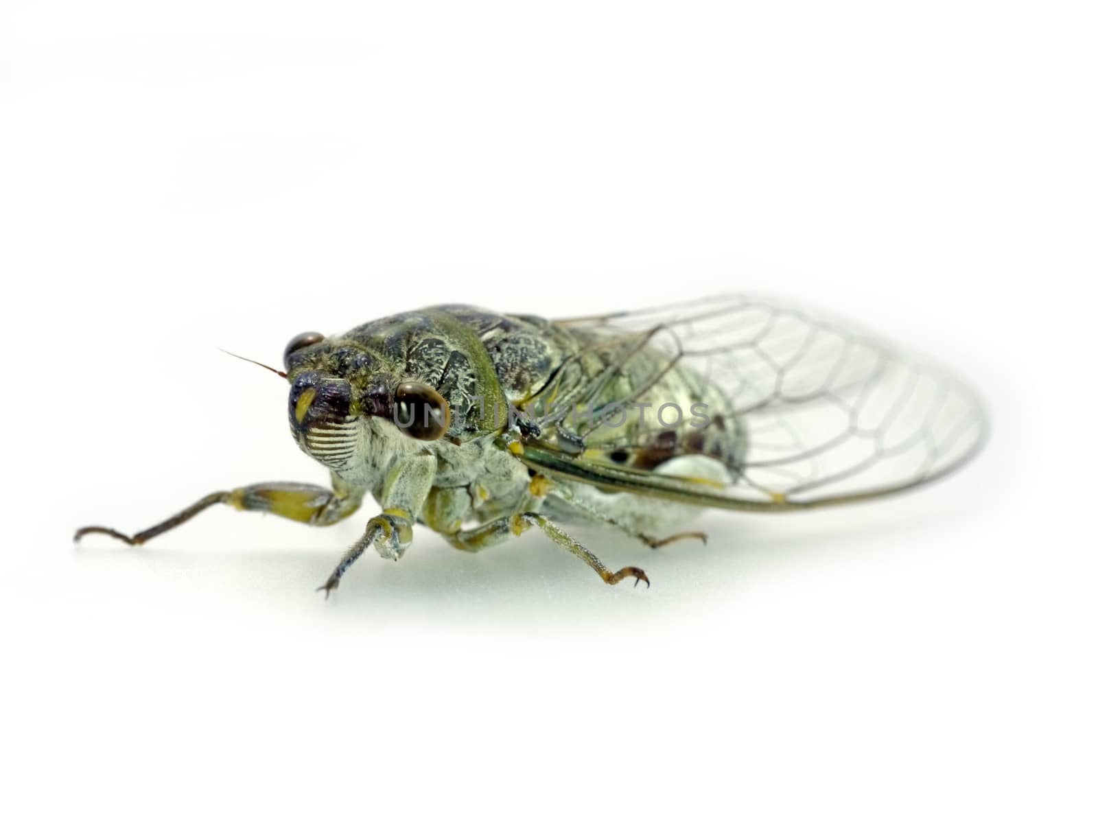 Cicada isolated on white background by Noppharat_th