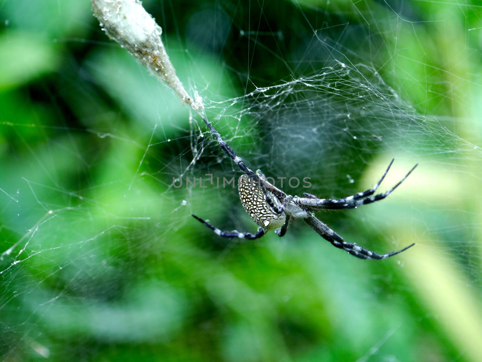 Spider web by Noppharat_th