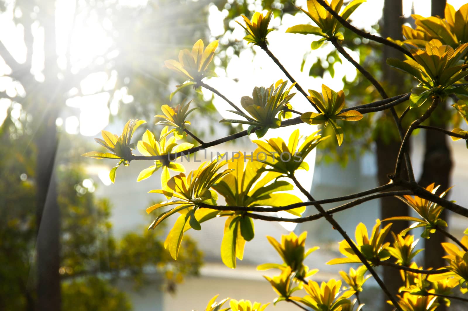 tree impact sunlight. by Noppharat_th