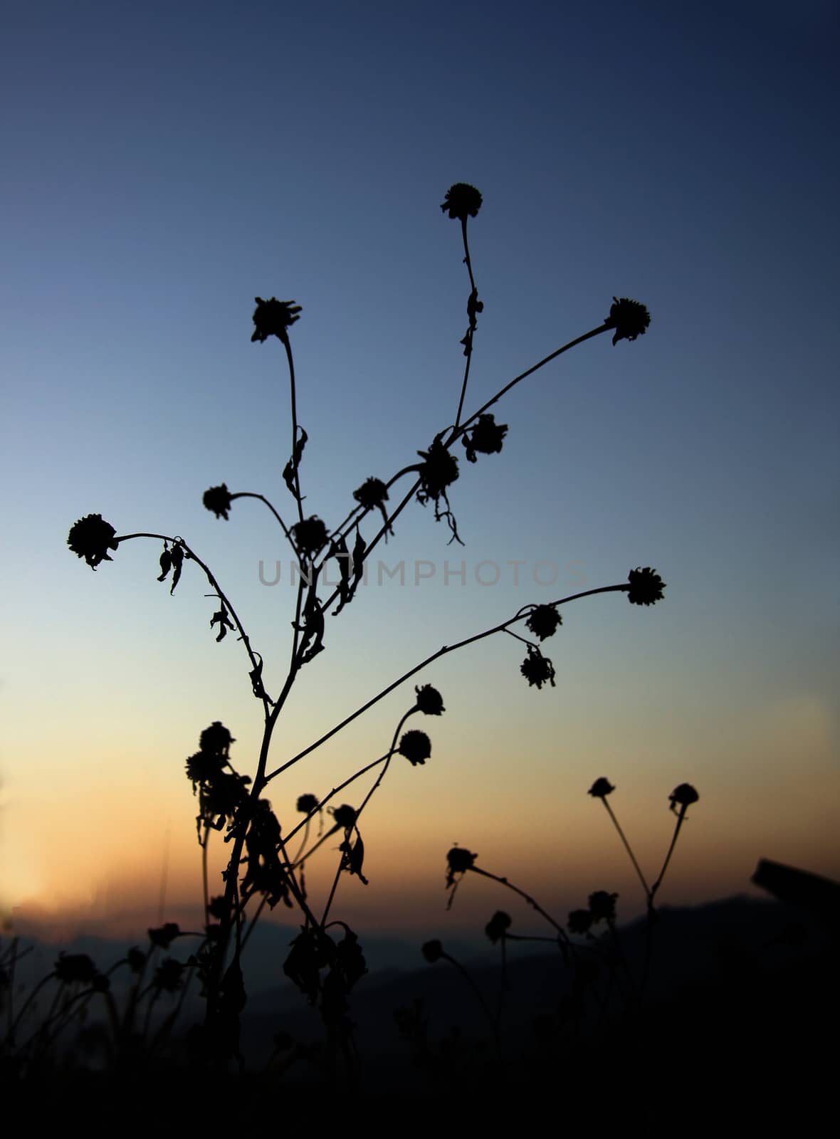 Black silhouette  flower grass