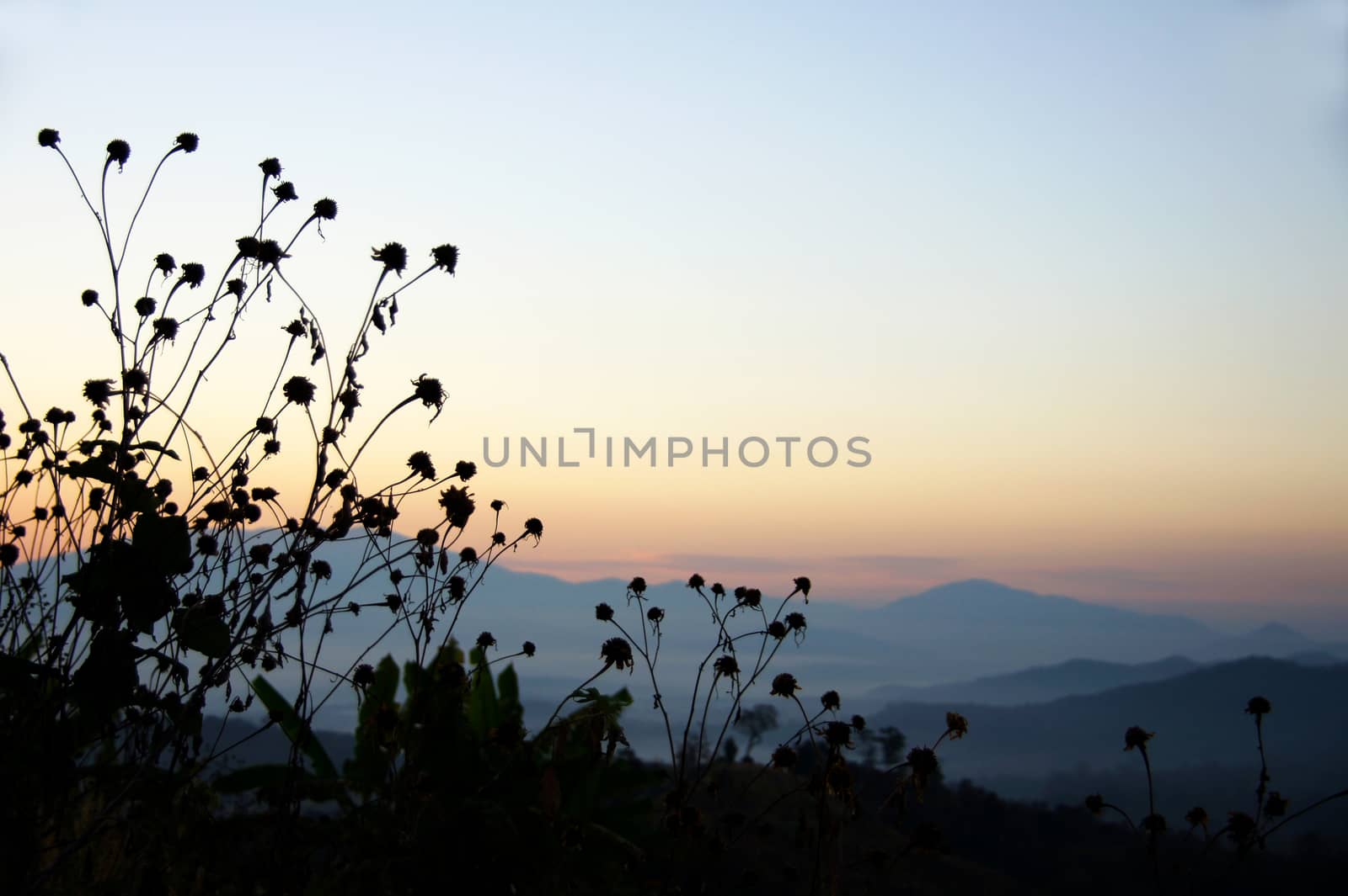 Black silhouette  flower grass by Noppharat_th