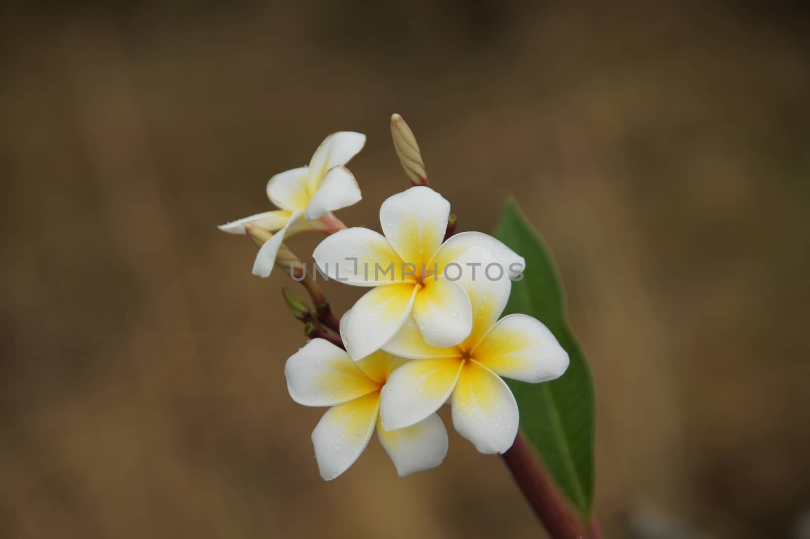 White Frangipani flowers by Noppharat_th