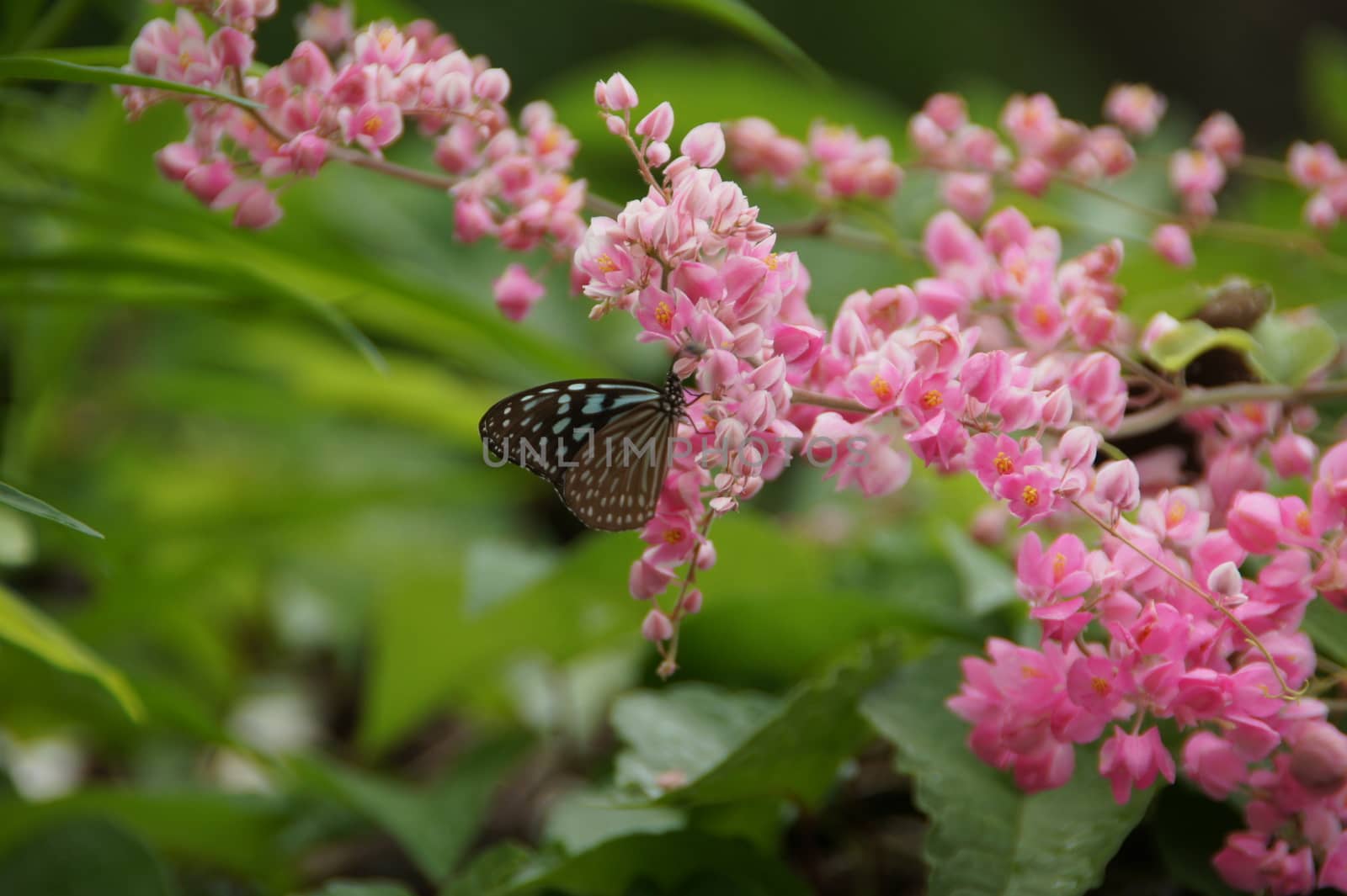 The close up of Coral Vine or Antigonon leptopus Hook flower by Noppharat_th