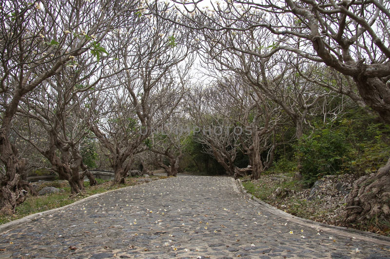 Curved road in the mountains under the old tree. by Noppharat_th