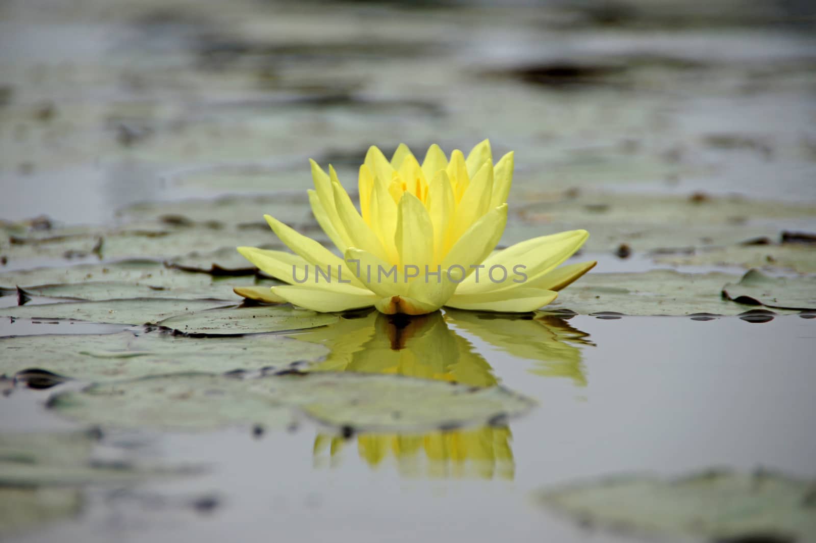 Yellow water lily, lotus by Noppharat_th
