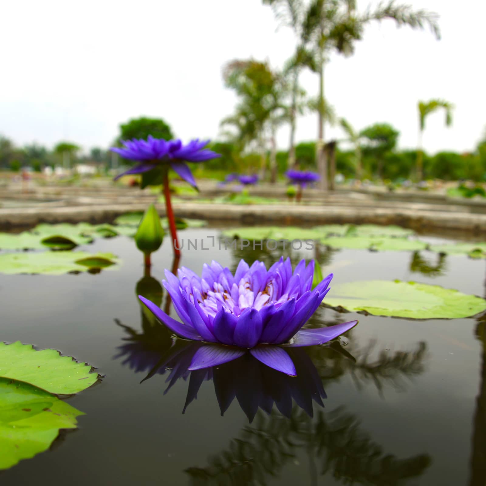 Blue water lily, lotus by Noppharat_th