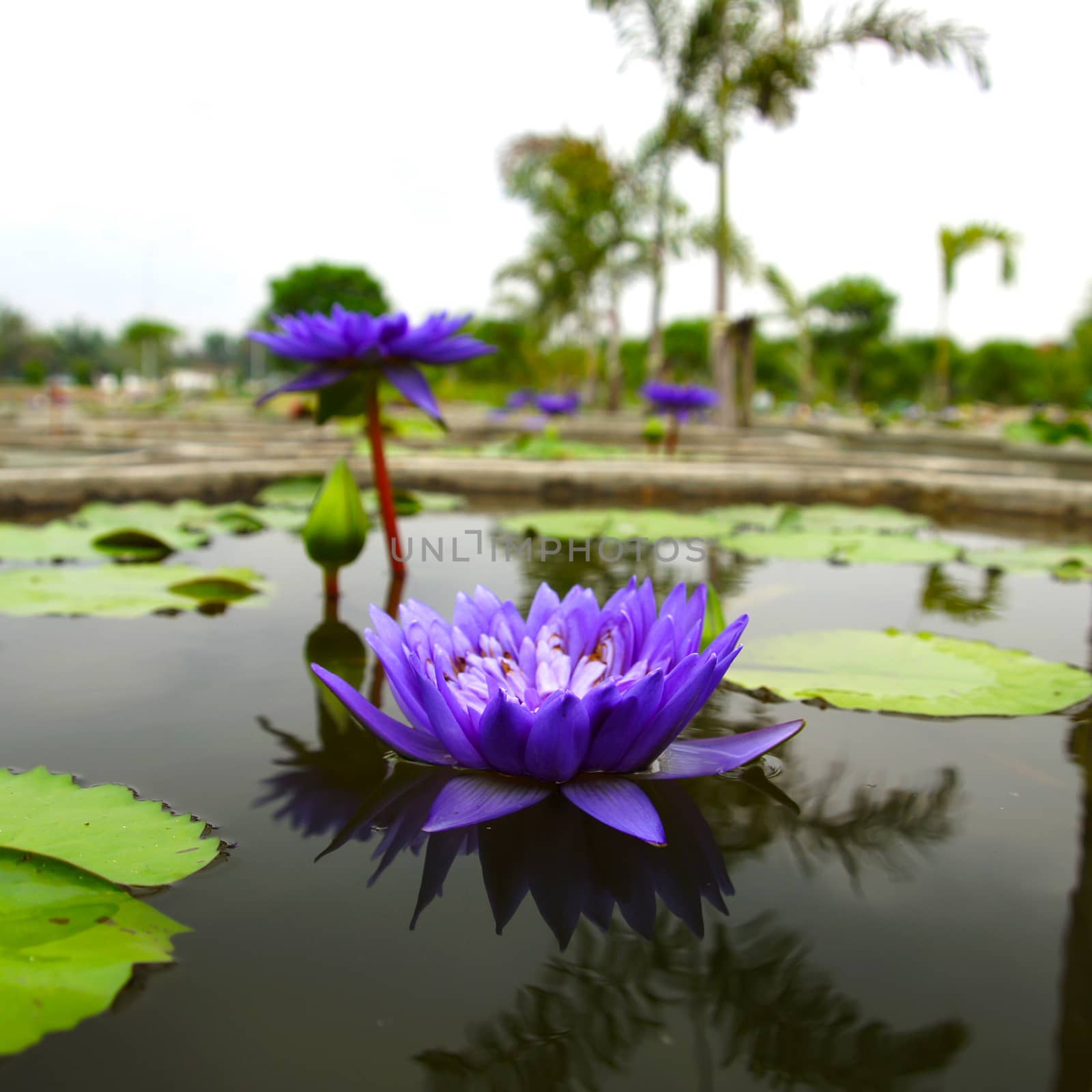 Blue water lily, lotus