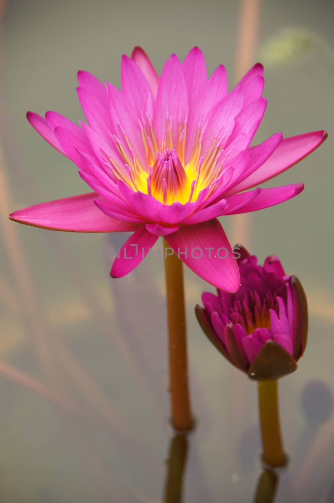 Pink water lily, lotus by Noppharat_th