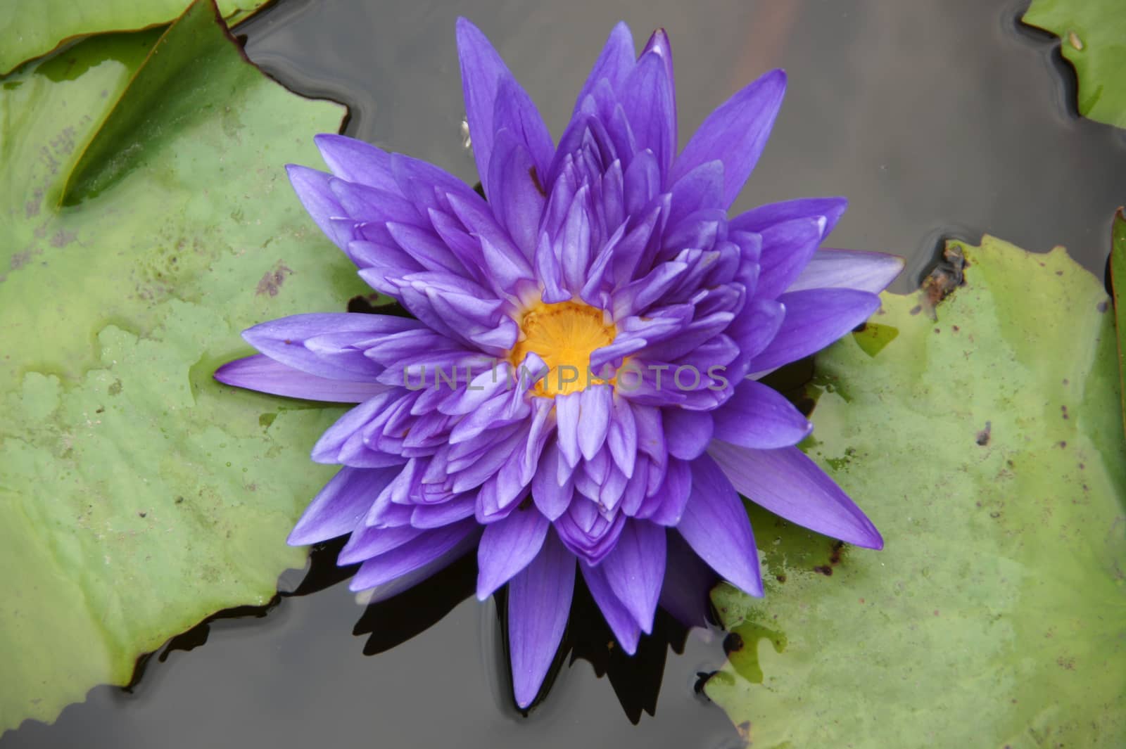 Blue water lily, lotus by Noppharat_th