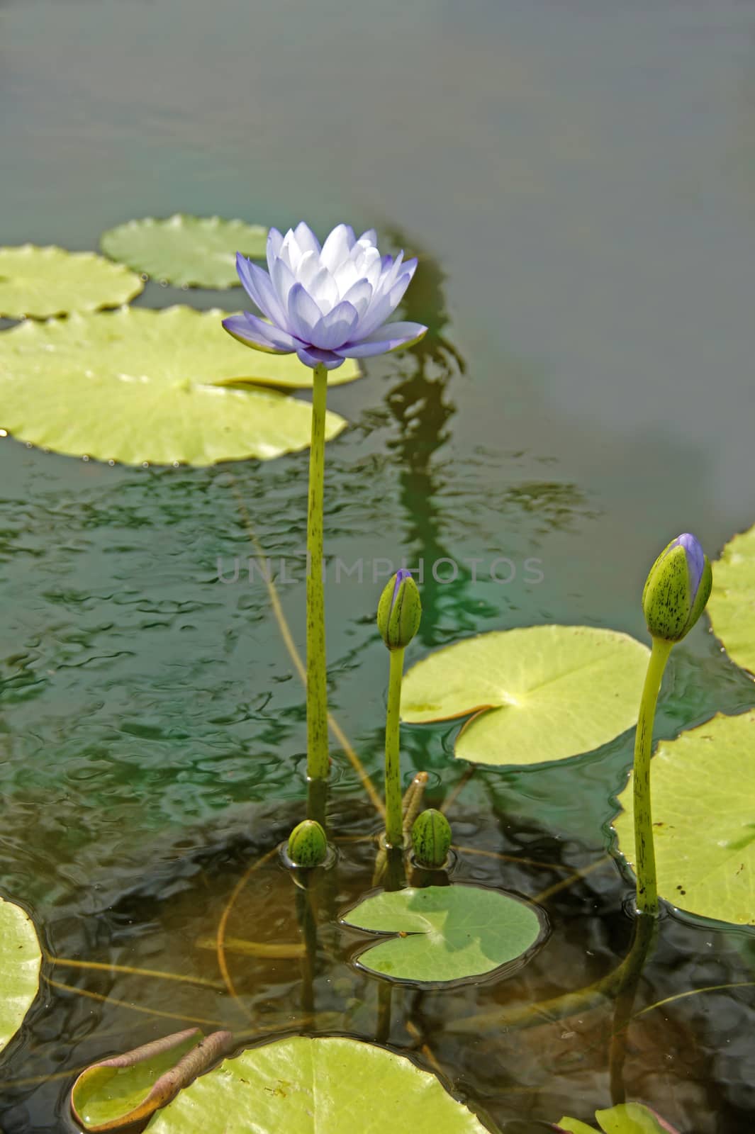 Blue water lily, lotus by Noppharat_th