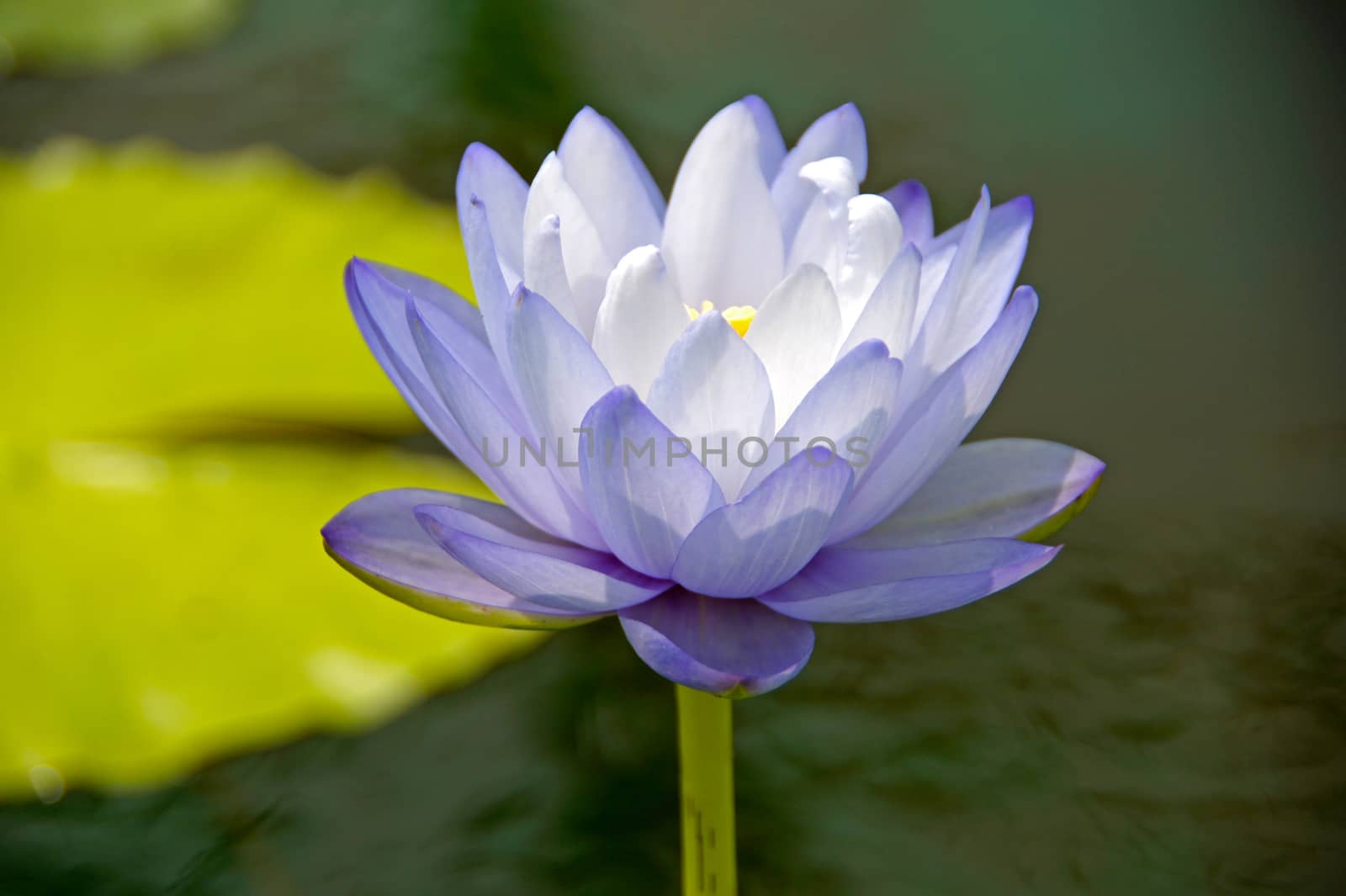 Blue water lily, lotus by Noppharat_th