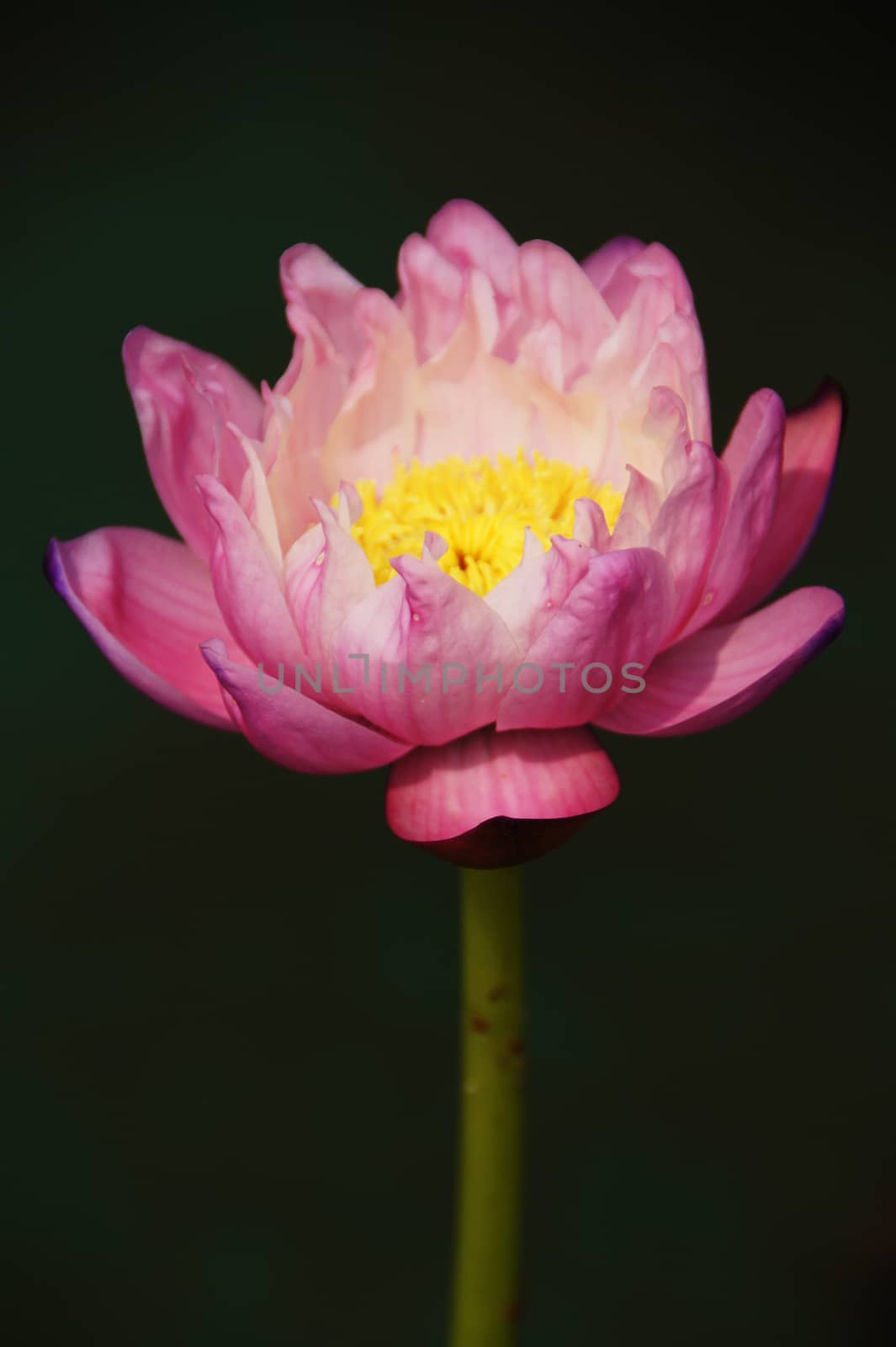 Pink water lily, lotus by Noppharat_th