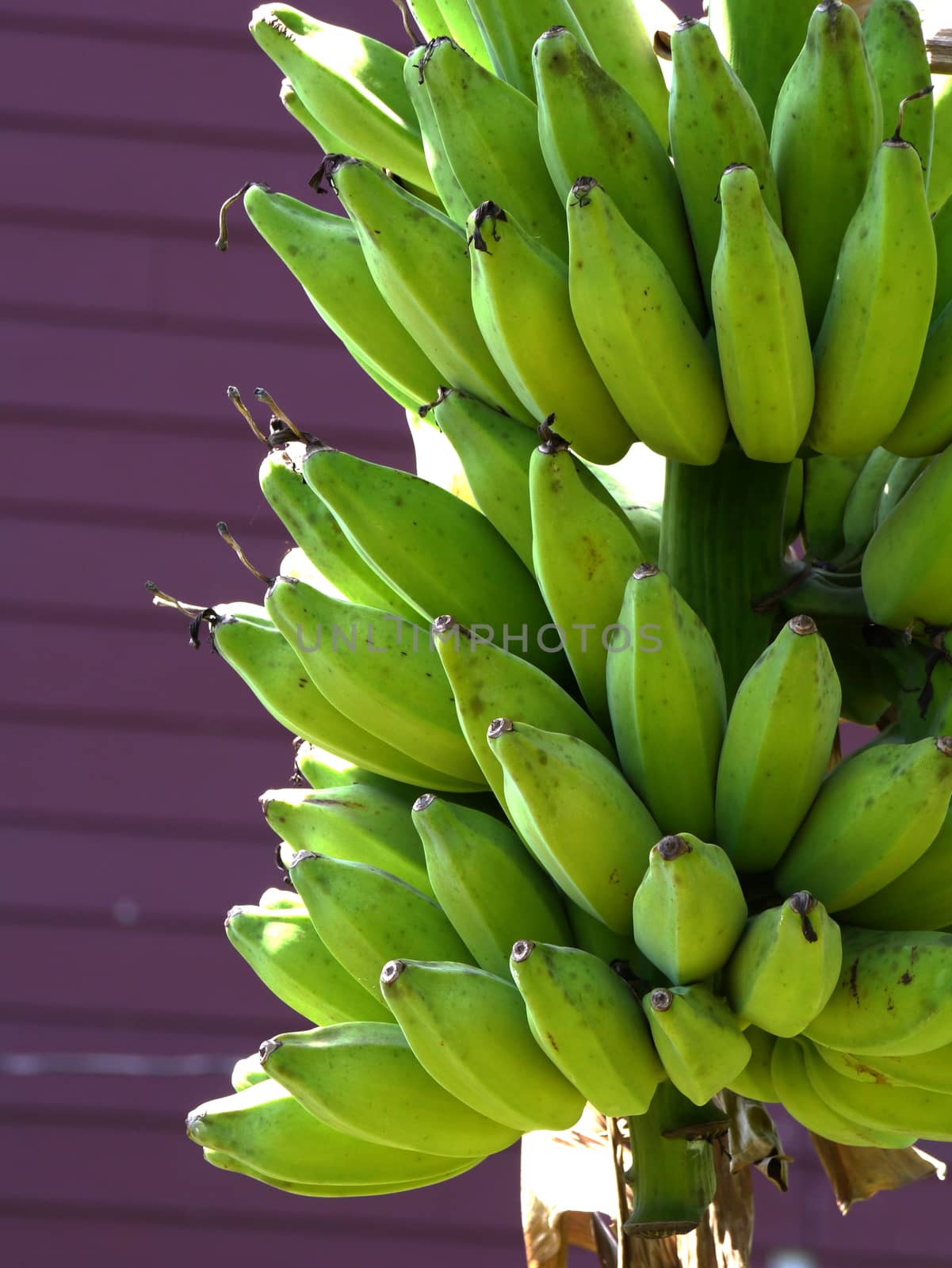 Bunch of bananas on tree by Noppharat_th