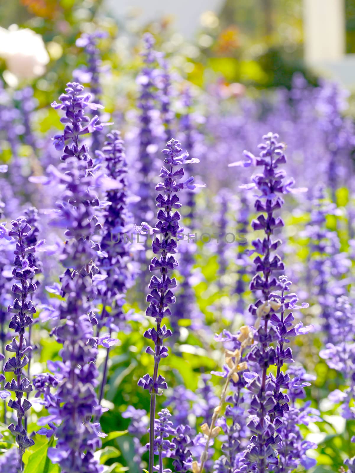 spring blue flowers by Noppharat_th