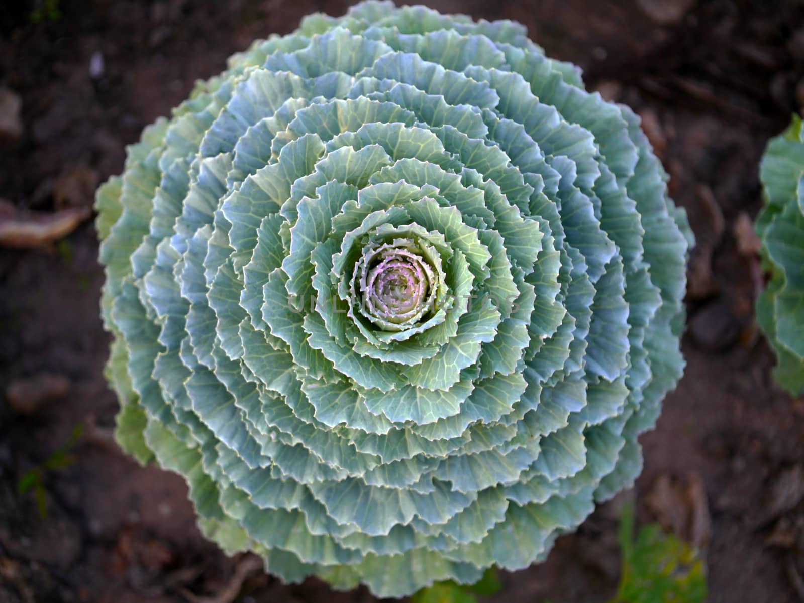 cabbage in the garden by Noppharat_th