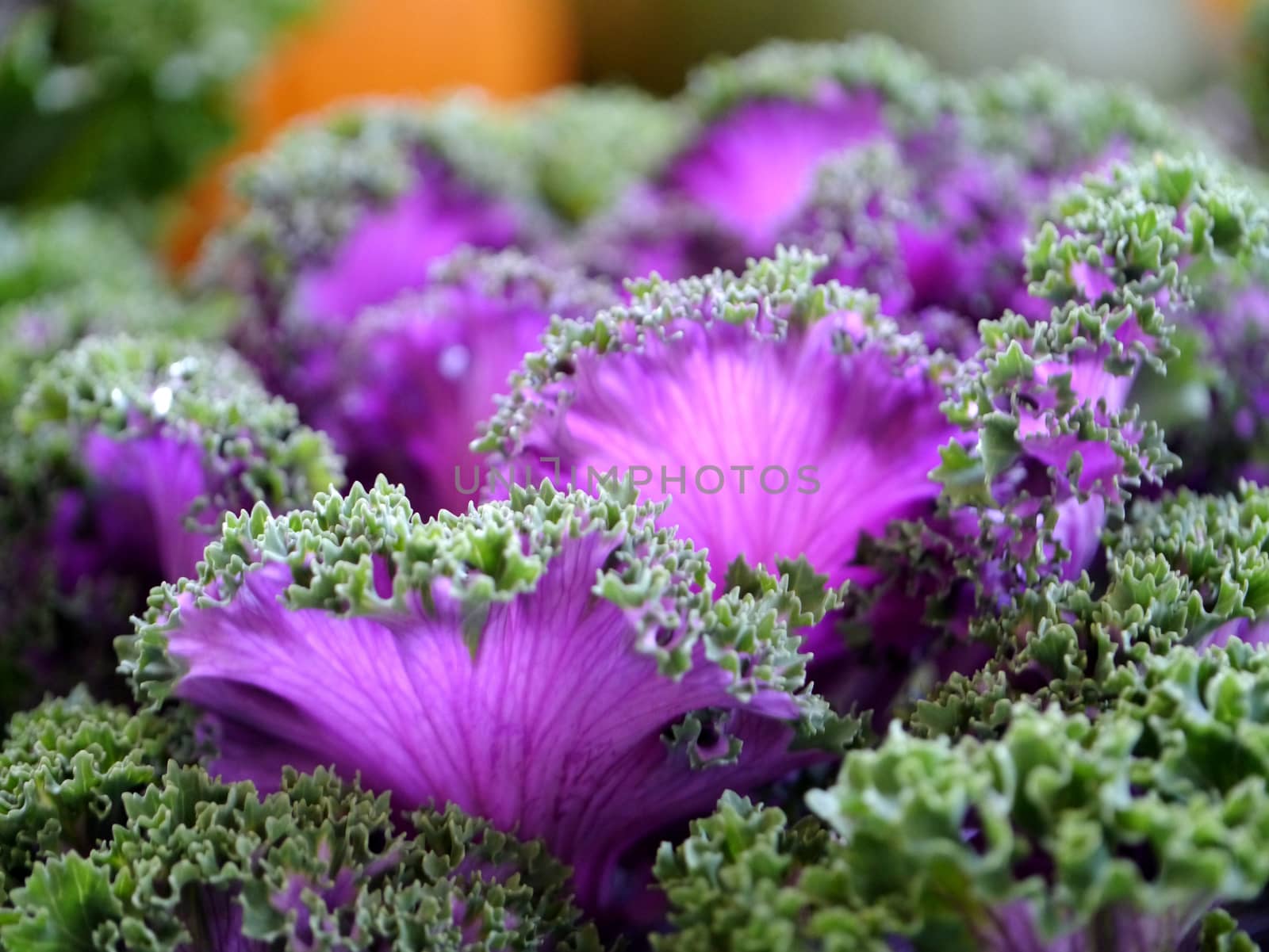 cabbage in the garden by Noppharat_th