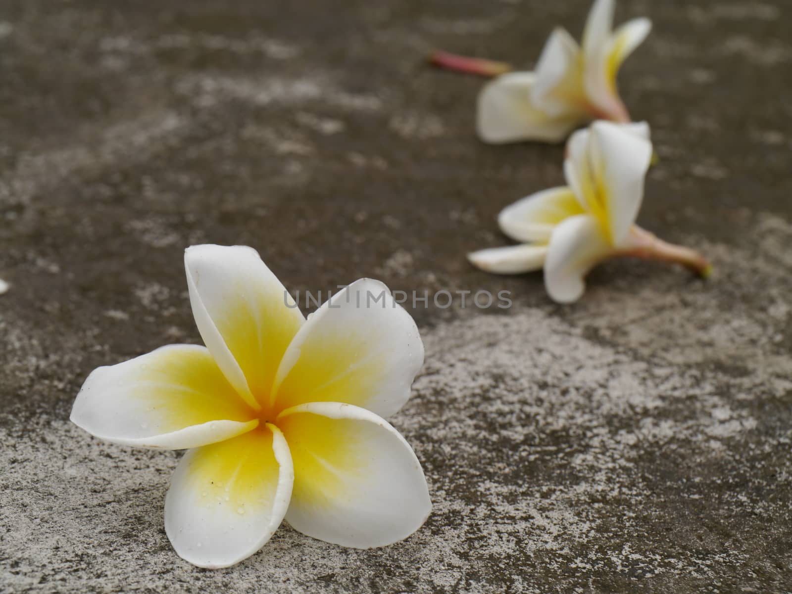 White Frangipani flowers by Noppharat_th