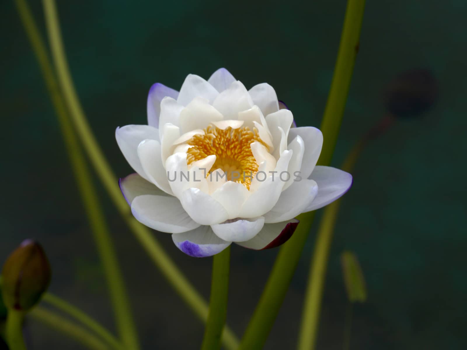 water lily, lotus by Noppharat_th