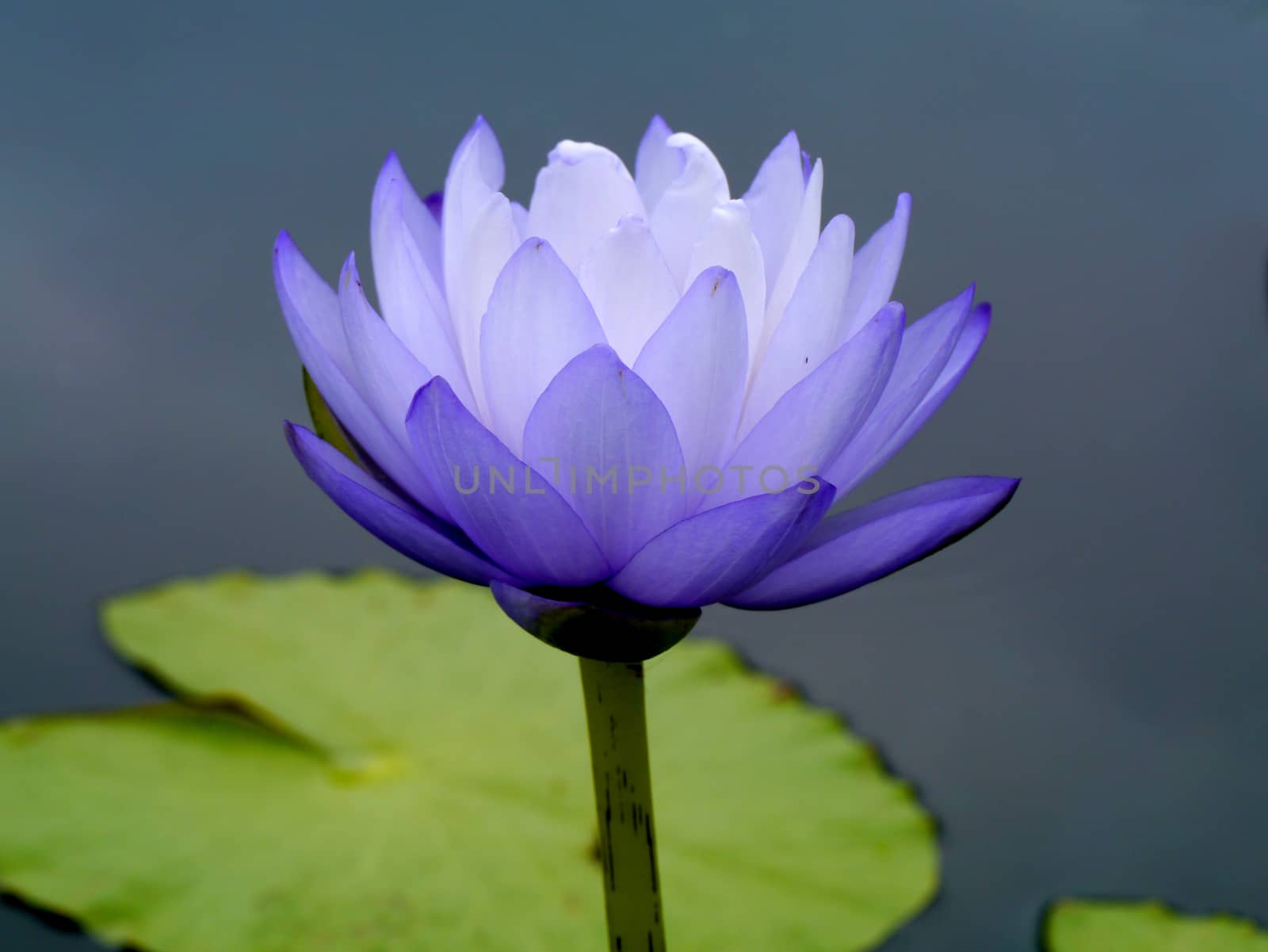 Blue water lily, lotus by Noppharat_th
