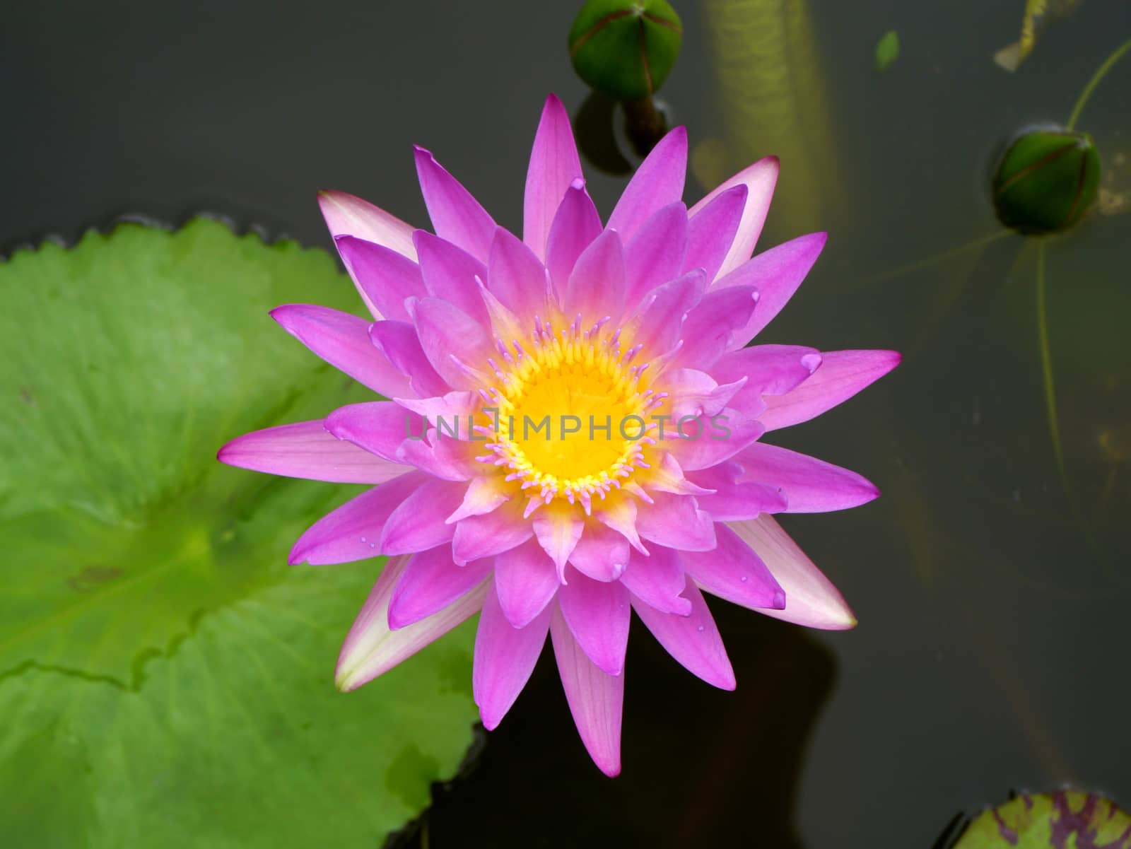 Pink water lily, lotus by Noppharat_th