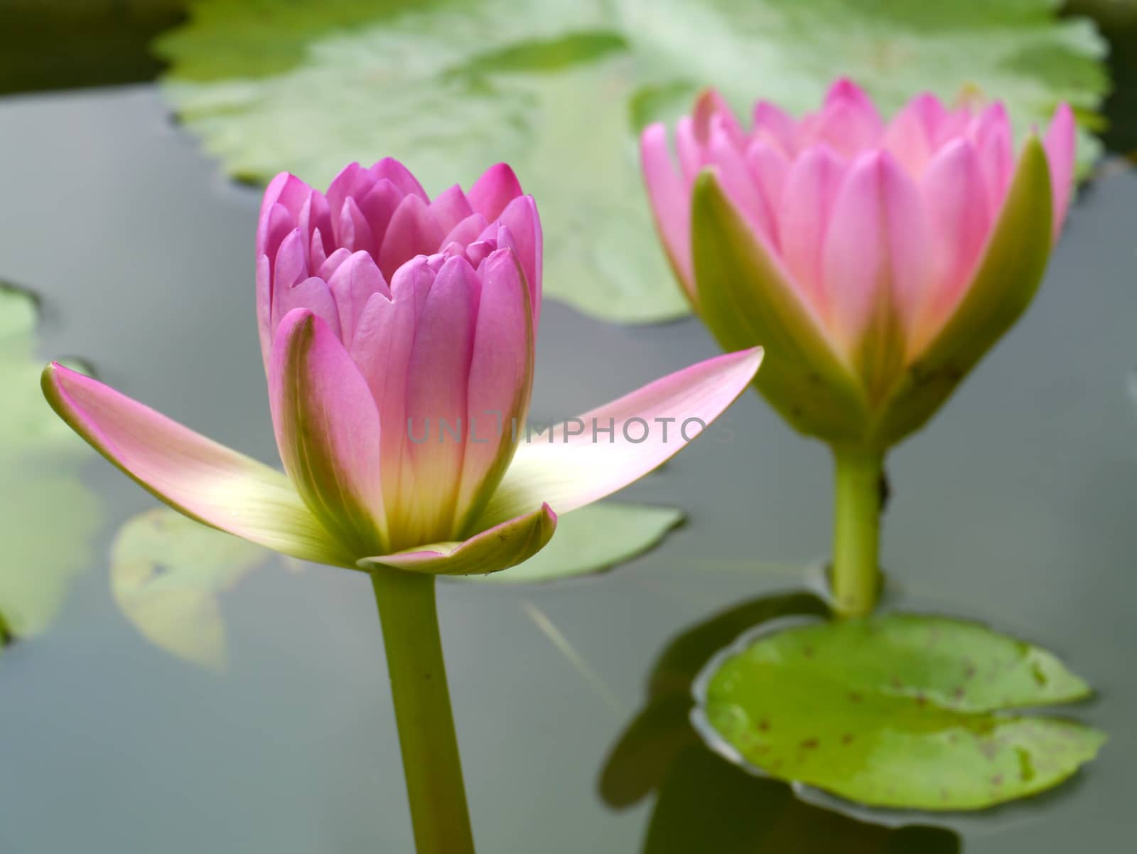 Pink water lily, lotus by Noppharat_th