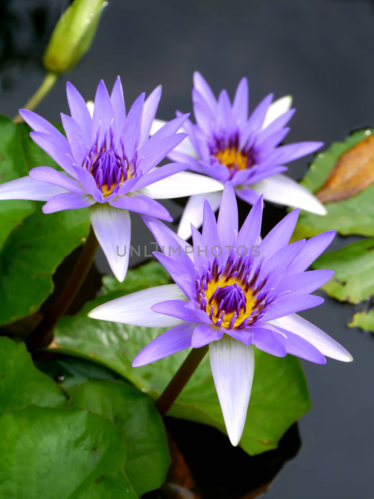 Blue water lily, lotus by Noppharat_th