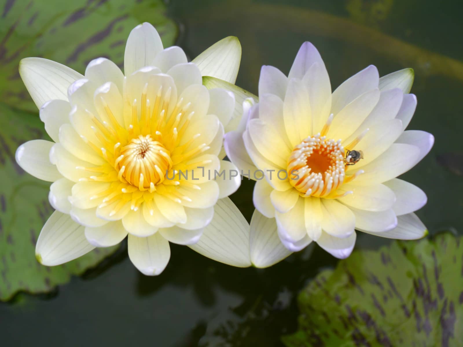 water lily, lotus by Noppharat_th
