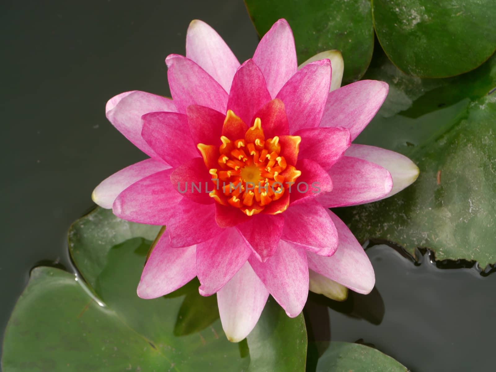 Pink water lily, lotus by Noppharat_th