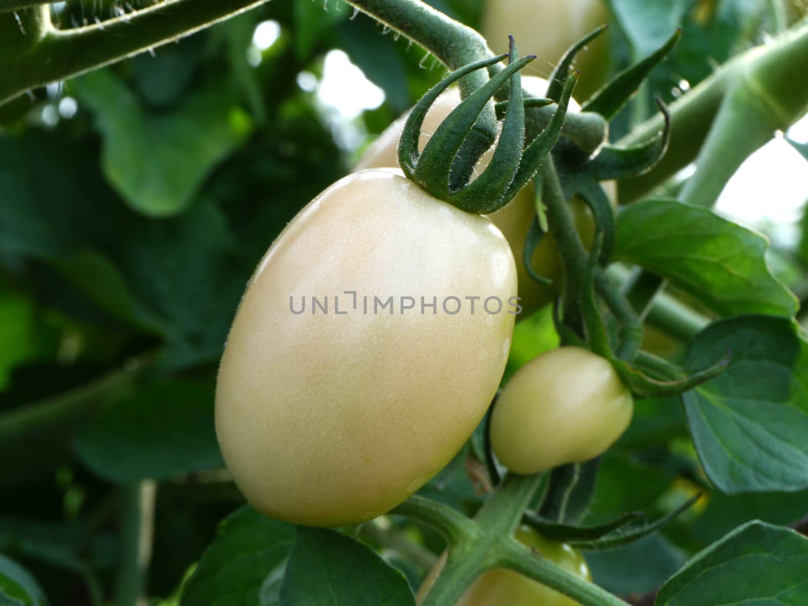 Tomatoes on the tree.